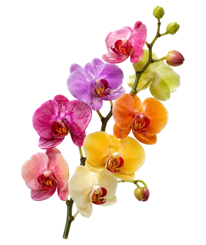 T-Shirt con Stampa Botanica di Orchidee Arcobaleno